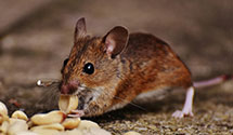 24 Hour & Emergency Exterminators in Internal Revenue Service, MO
